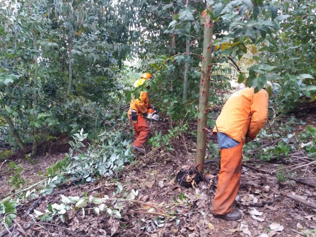 Cuadrilla en faena de manejo silvícola de eucalyptus globulus, Provincia de Concepción