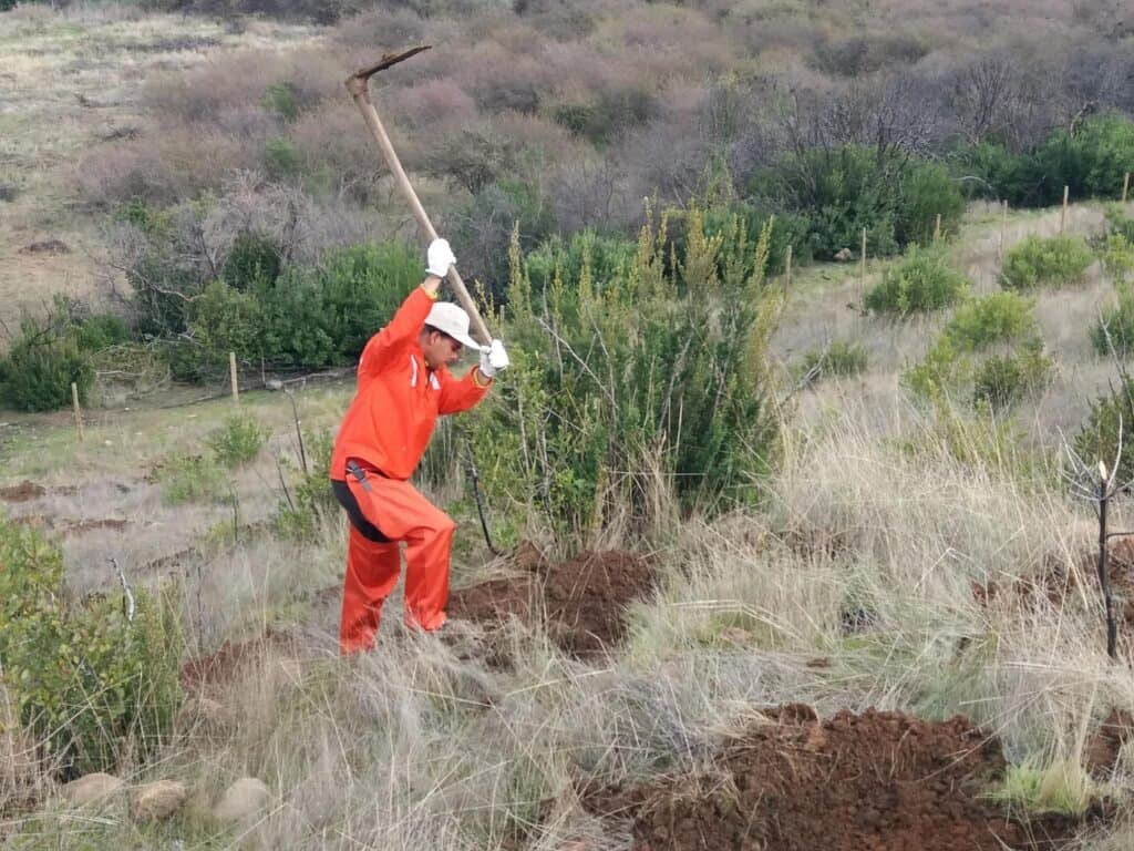 Trabajador con azadón en faena de manejo silvícola en ladera, Provincia de Concepción