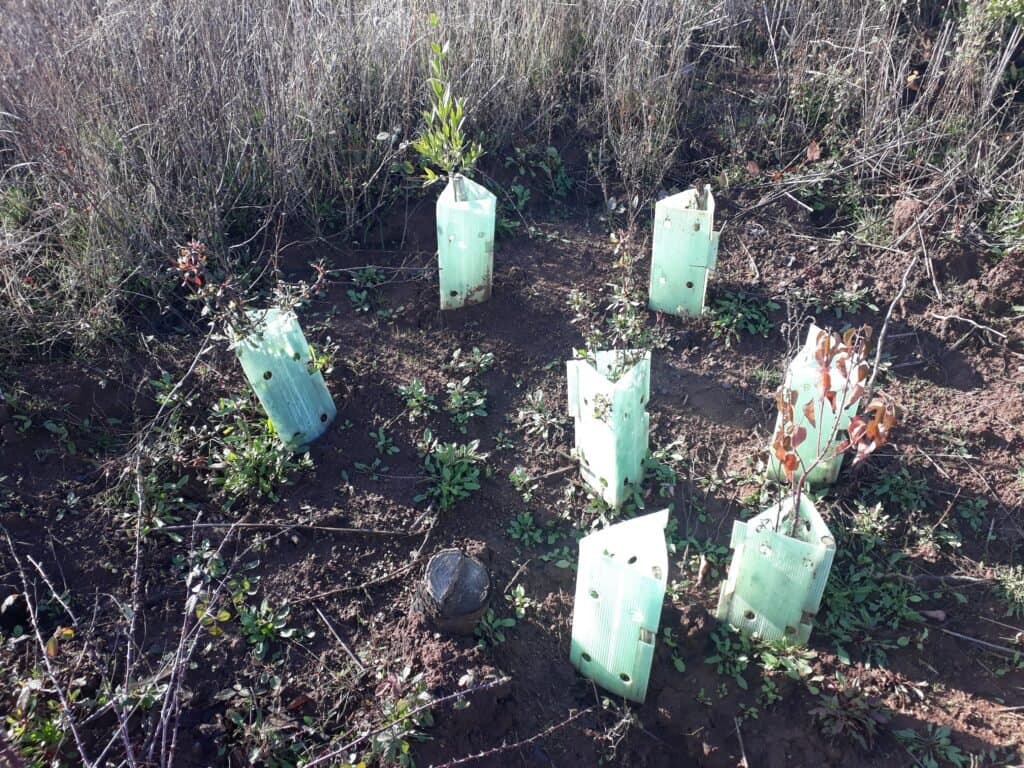 Especies nativas recién plantadas con protectores, cerro Cayumanque