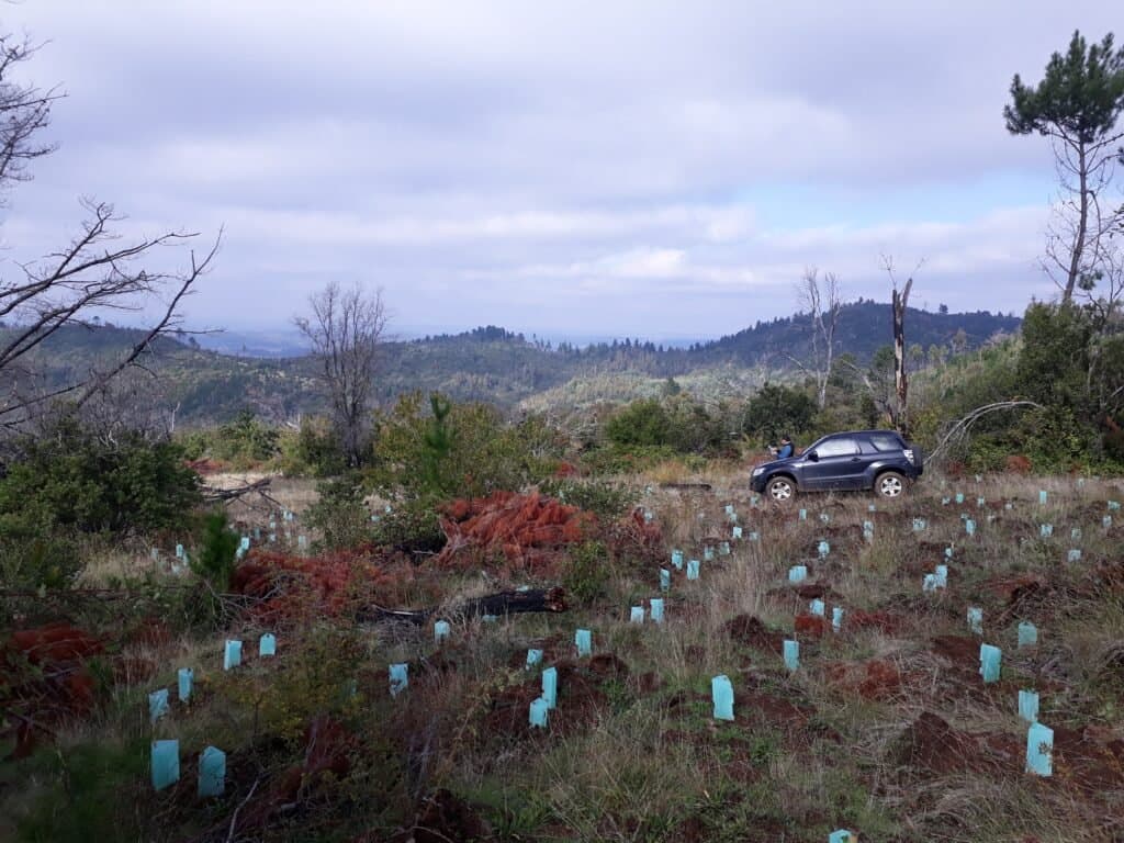 Ladera afectada por incendio antes de la restauración ecológica, cerro Cayumanque