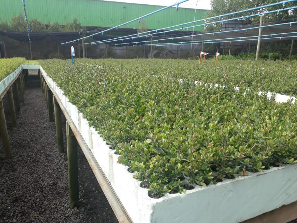 Vivero de plantas en producción bajo malla