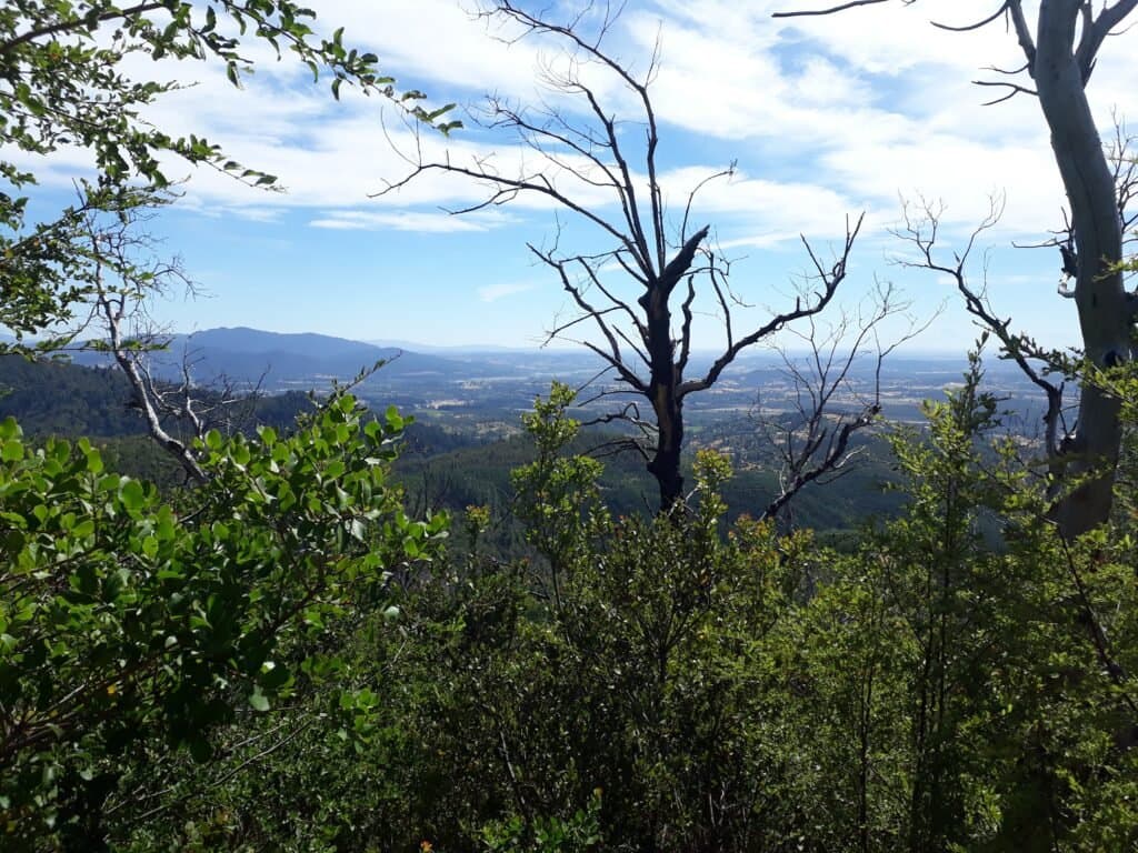Plantación en hileras en terreno de la Provincia de Concepción