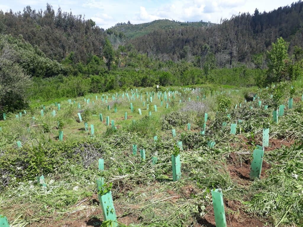 Ladera reforestada con especies nativas, predio General José María Bari