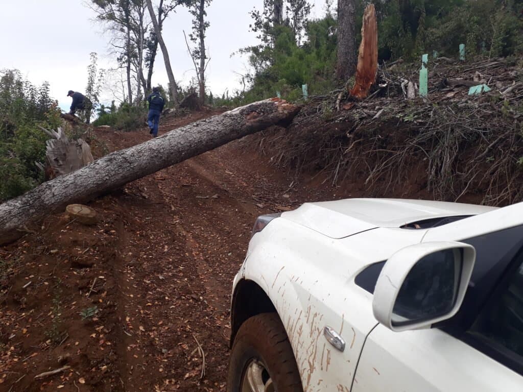 Traslado de tronco cortado durante faena de manejo silvícola